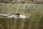 Working Cocker Spaniel