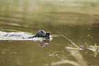 Working Cocker Spaniel