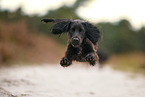 Working Cocker Spaniel