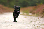 Working Cocker Spaniel