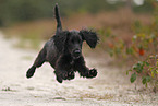 Working Cocker Spaniel