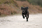 Working Cocker Spaniel