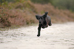 Working Cocker Spaniel