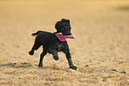 Working Cocker Spaniel