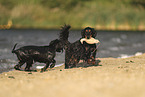 Working Cocker Spaniel