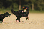 Working Cocker Spaniel