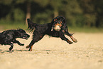 Working Cocker Spaniel