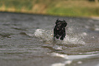 Working Cocker Spaniel