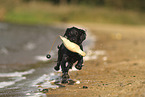 Working Cocker Spaniel