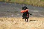 Working Cocker Spaniel