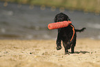 Working Cocker Spaniel