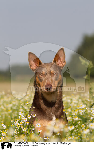 Working Kelpie Portrait / AM-05488