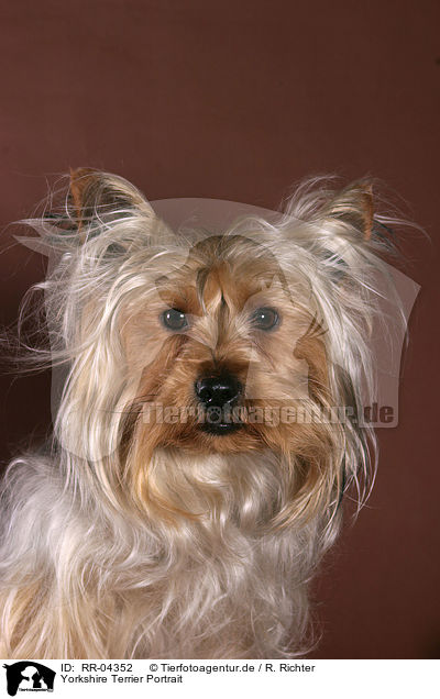 Yorkshire Terrier Portrait / Yorkshire Terrier Portrait / RR-04352