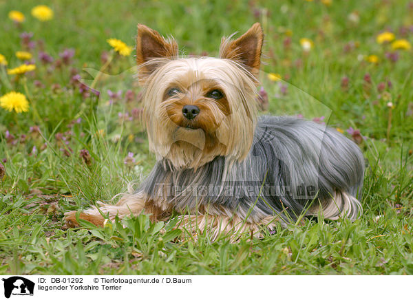 liegender Yorkshire Terrier / DB-01292