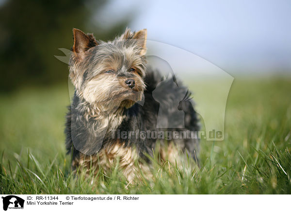 Mini Yorkshire Terrier / Mini Yorkshire Terrier / RR-11344