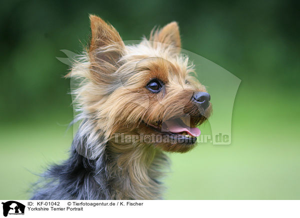 Yorkshire Terrier Portrait / Yorkshire Terrier Portrait / KF-01042