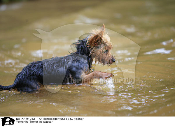 Yorkshire Terrier im Wasser / Yorkshire Terrier in water / KF-01052