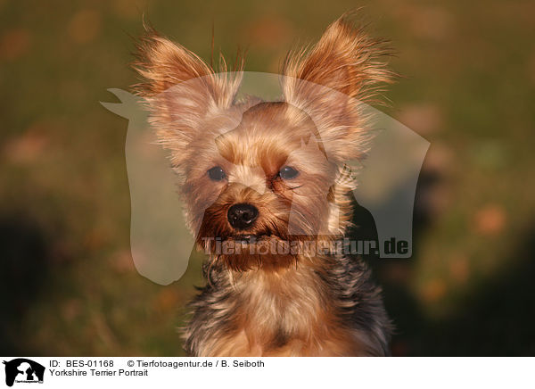 Yorkshire Terrier Portrait / Yorkshire Terrier Portrait / BES-01168