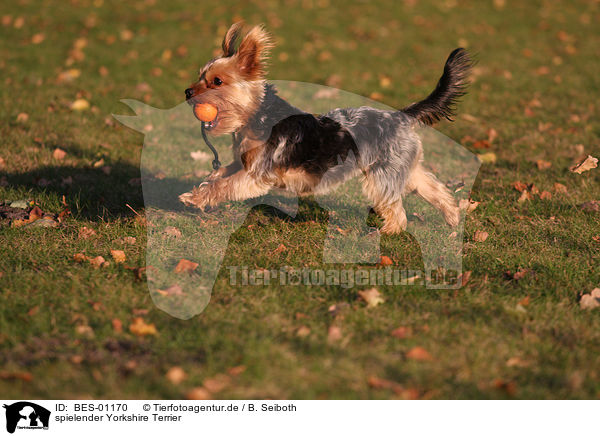 spielender Yorkshire Terrier / playing Yorkshire Terrier / BES-01170