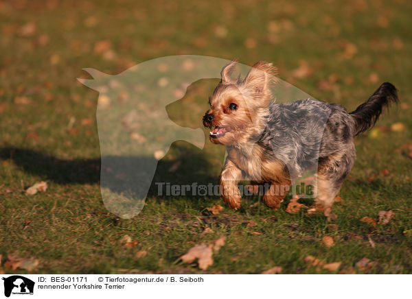 rennender Yorkshire Terrier / running Yorkshire Terrier / BES-01171