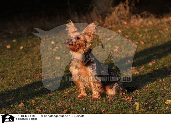 Yorkshire Terrier / Yorkshire Terrier / BES-01180