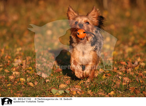 spielender Yorkshire Terrier / playing Yorkshire Terrier / BES-01192
