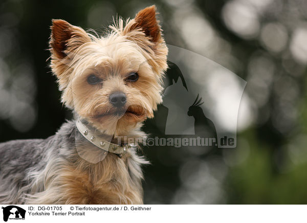 Yorkshire Terrier Portrait / Yorkshire Terrier Portrait / DG-01705