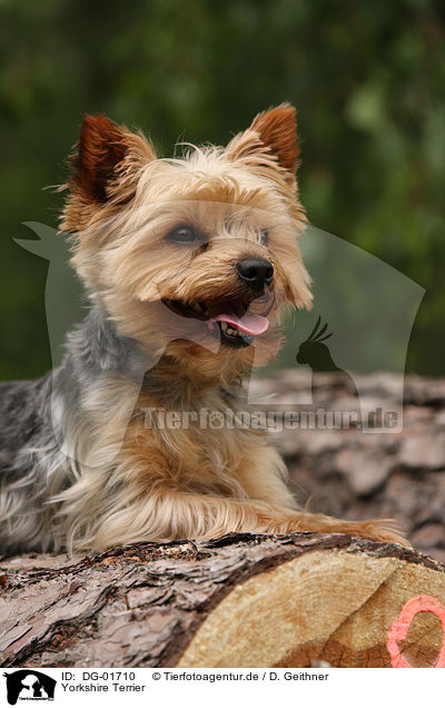 Yorkshire Terrier / Yorkshire Terrier / DG-01710