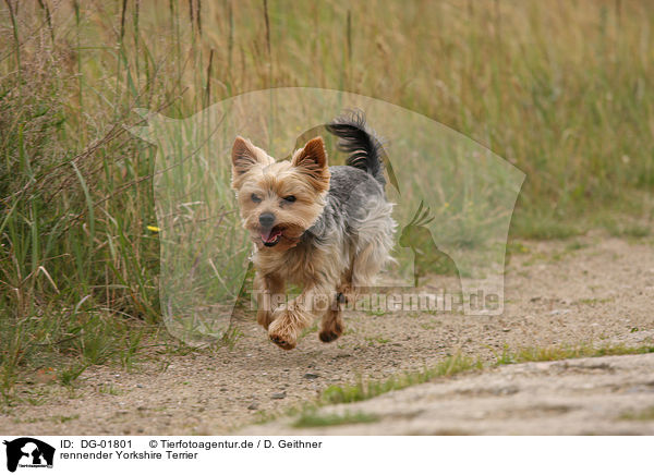 rennender Yorkshire Terrier / running Yorkshire Terrier / DG-01801