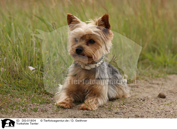 Yorkshire Terrier / Yorkshire Terrier / DG-01804