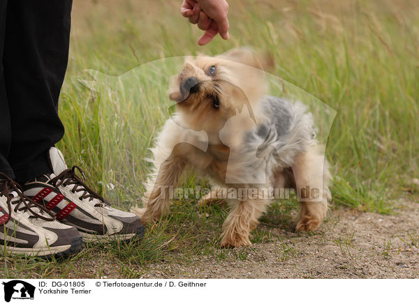 Yorkshire Terrier / Yorkshire Terrier / DG-01805