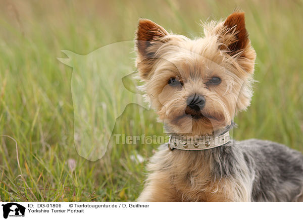 Yorkshire Terrier Portrait / Yorkshire Terrier Portrait / DG-01806
