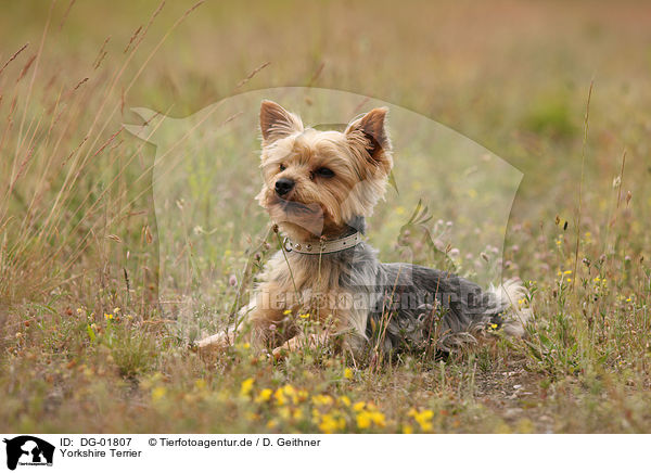 Yorkshire Terrier / Yorkshire Terrier / DG-01807