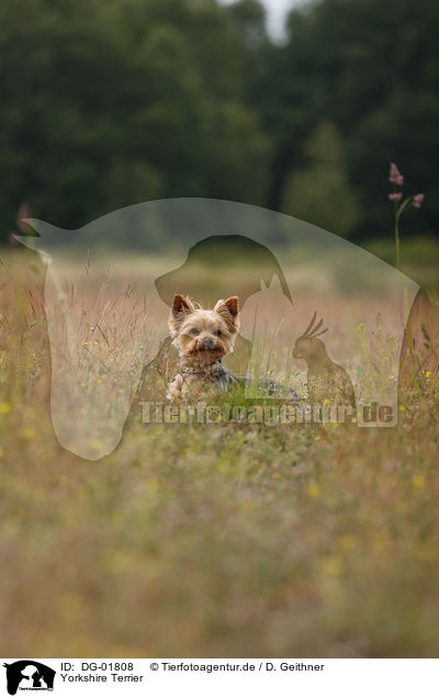 Yorkshire Terrier / Yorkshire Terrier / DG-01808