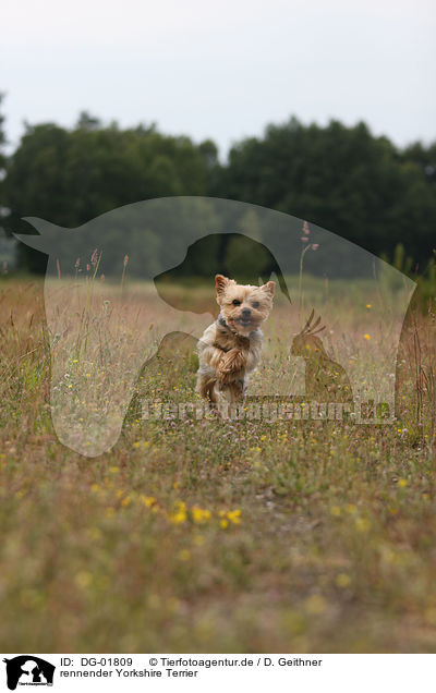 rennender Yorkshire Terrier / running Yorkshire Terrier / DG-01809