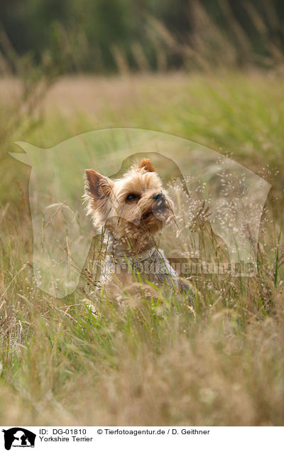 Yorkshire Terrier / Yorkshire Terrier / DG-01810