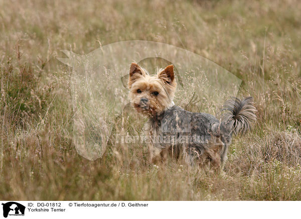 Yorkshire Terrier / Yorkshire Terrier / DG-01812