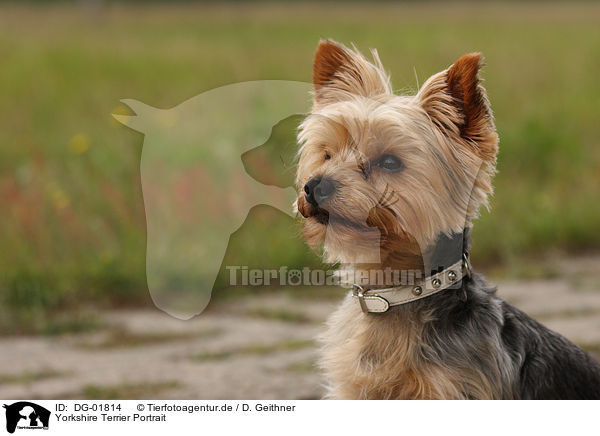 Yorkshire Terrier Portrait / Yorkshire Terrier Portrait / DG-01814