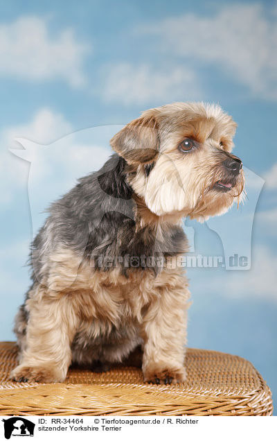 sitzender Yorkshire Terrier / sitting Yorkshire Terrier / RR-34464