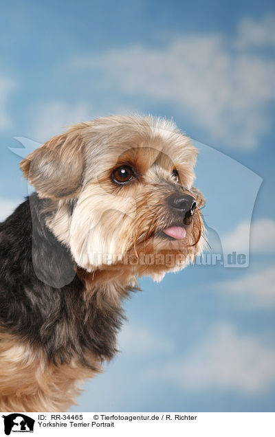 Yorkshire Terrier Portrait / Yorkshire Terrier Portrait / RR-34465