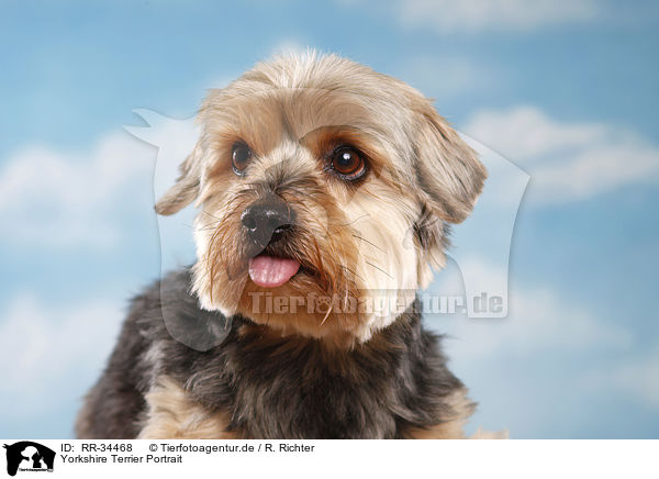 Yorkshire Terrier Portrait / Yorkshire Terrier Portrait / RR-34468