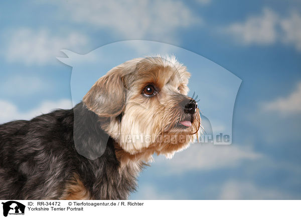 Yorkshire Terrier Portrait / Yorkshire Terrier Portrait / RR-34472