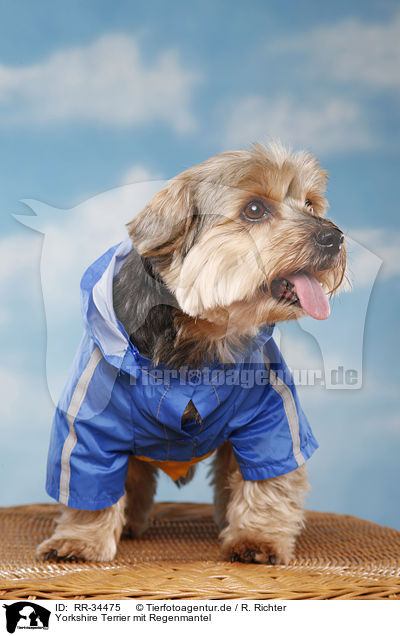 Yorkshire Terrier mit Regenmantel / Yorkshire Terrier with raincoat / RR-34475