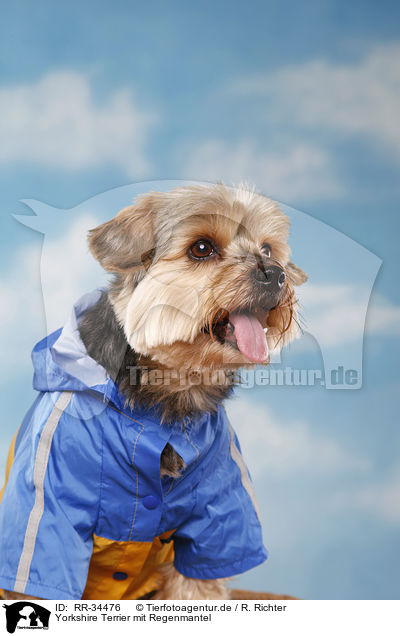 Yorkshire Terrier mit Regenmantel / Yorkshire Terrier with raincoat / RR-34476