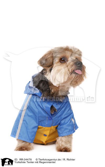 Yorkshire Terrier mit Regenmantel / Yorkshire Terrier with raincoat / RR-34478