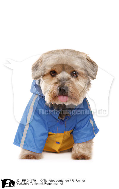 Yorkshire Terrier mit Regenmantel / Yorkshire Terrier with raincoat / RR-34479