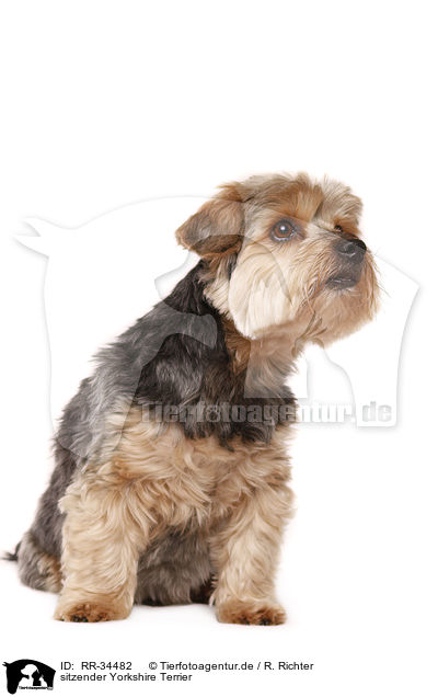 sitzender Yorkshire Terrier / sitting Yorkshire Terrier / RR-34482