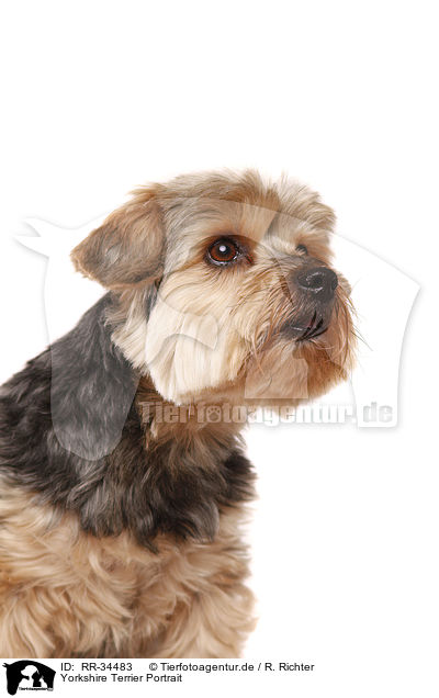 Yorkshire Terrier Portrait / Yorkshire Terrier Portrait / RR-34483