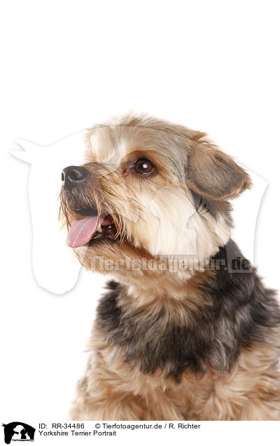 Yorkshire Terrier Portrait / Yorkshire Terrier Portrait / RR-34486