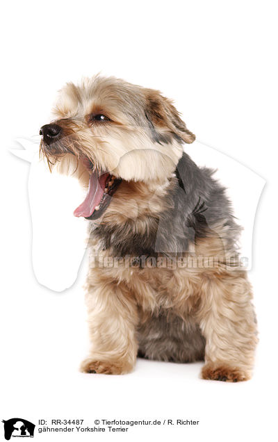 ghnender Yorkshire Terrier / yawning Yorkshire Terrier / RR-34487